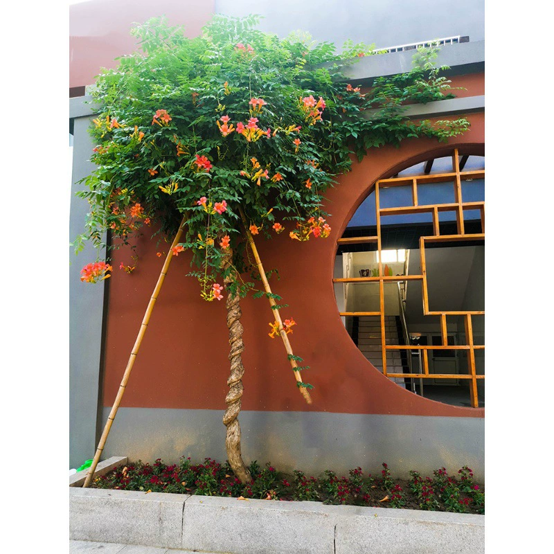 Китайские саженцы бигнионии, вьющиеся растения во дворе, горшечные растения из старых пней, четырехсезонные американские саженцы бигнионии, зеленые вьющиеся цветы.