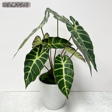 仿真植物10头黑芋头叶 不带盆单棵绿植景观工程布置假叶子海芋款
