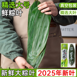 Zongzi Leaves, Rice Dumplings, Fresh Rice Dumplings, Vacuum Packaging, Dragon Boat Festival Rice Dumplings, Large Leaves, Wide Material, Large Rice Dumplings