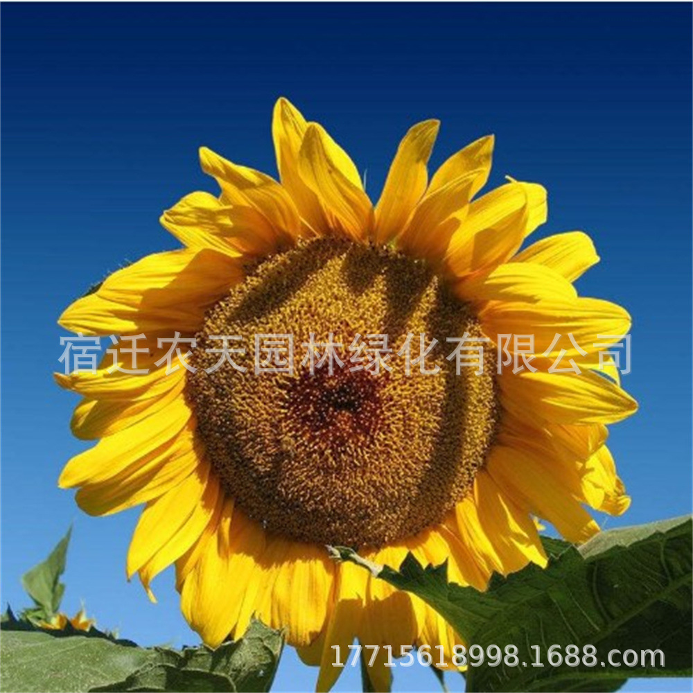 花种子四季播种开花不断百日草波斯菊种子阳台庭院易种花卉花种籽