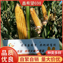 鑫希望698杂交玉米种子  普通农业杂交玉米种批发 玉米种