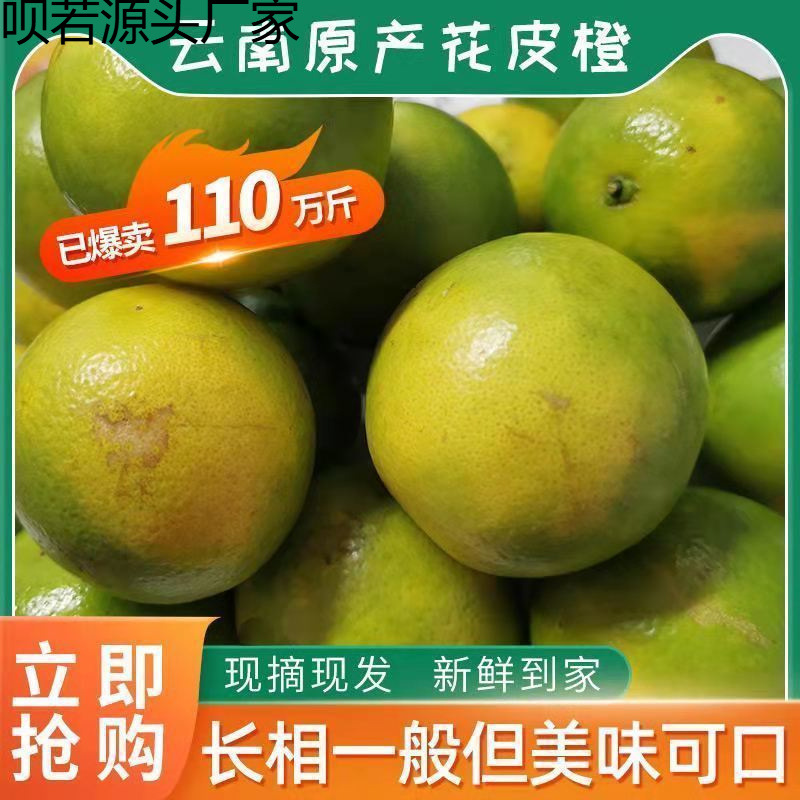 云南高原冰糖橙当季新鲜橙子花斑果褚橙产地手剥纯甜工厂一件批发