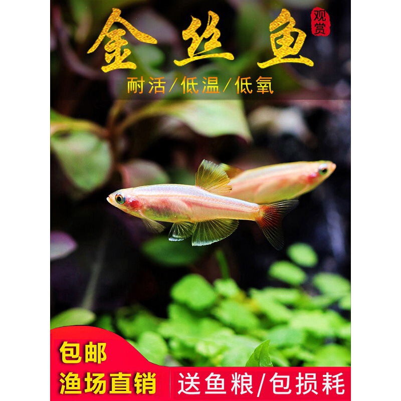 White Cloud Goldfish, Cold-Water Live Small Native Fish, Tang Fish, Non-Heated, Ornamental, Hardy, Light Red Tail, Guaranteed Live