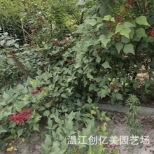 鸡冠刺桐象牙红 产地直发 量大从优 高度8-15公分