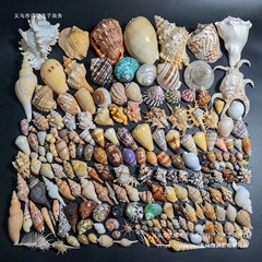 天然海螺贝壳海星鱼缸造景寄居蟹换壳漂流瓶材料家居装饰摆件礼物