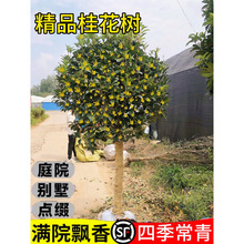 �𻨘�����ͥԺ���Խ�𵤹��ļ�����ԭ���𻨘��ϱ������㻨��