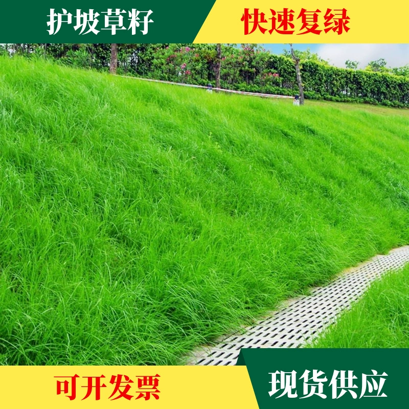 Газонные семена для защиты почвы и защиты склонов. Проект по озеленению склонов семян травы.