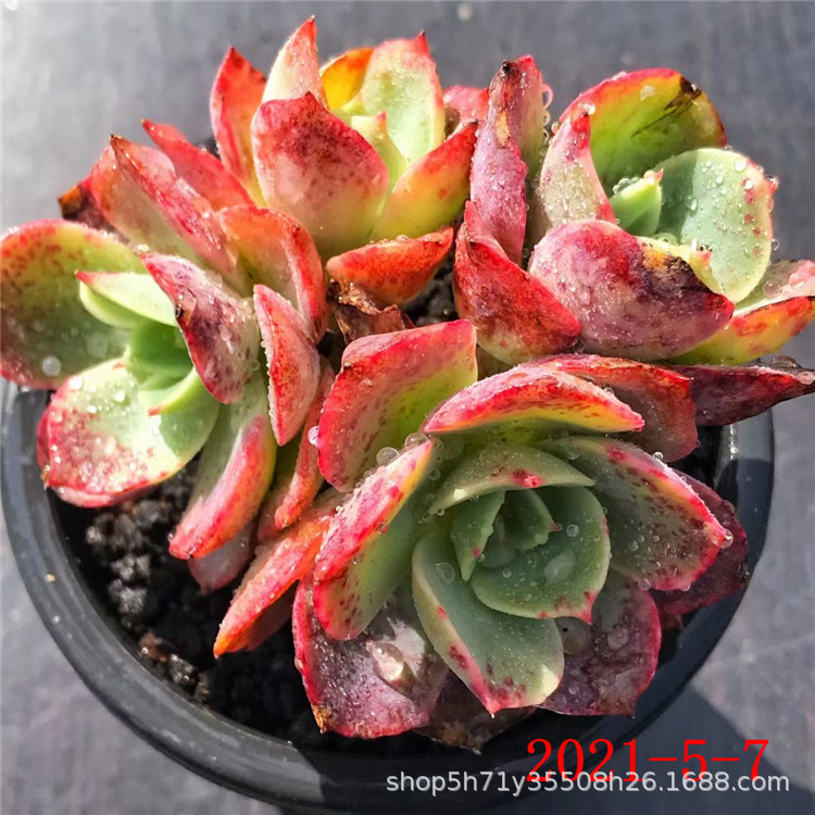 多肉植物基地批发蝴蝶之舞群老桩碧桃群7 5cm盆多肉品种裸根 种苗花卉网