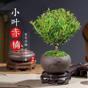 Miniature Bonsai of Small-Leaf Red Cypress in a Pot, Easy-To-Care-For Indoor Plant for Office Desktop, Suitable for All Seasons