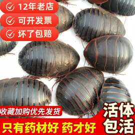 热卖包活土鳖5g土元活家老店地鳖虫药食包到两用虫材年真货好货