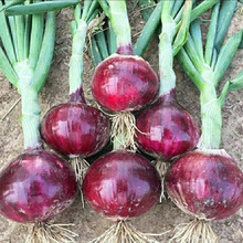红皮洋葱种子紫皮圆葱种籽秋冬季蔬菜葱籽种菜四季蔬菜籽洋葱种孑