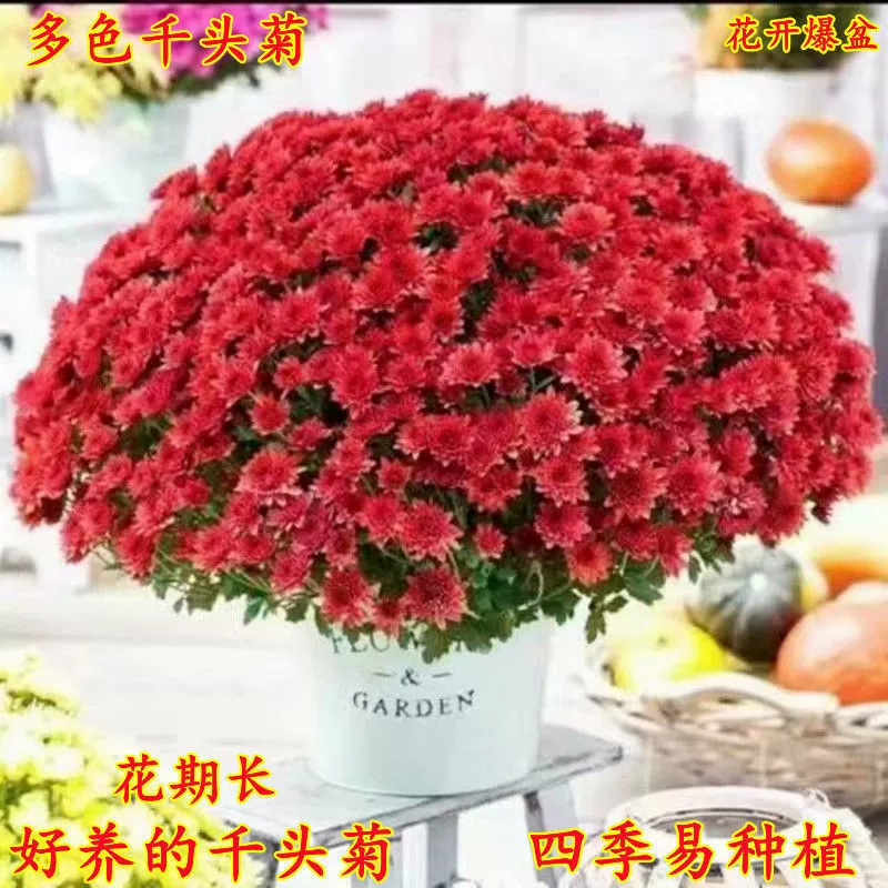 Тысяча голов семян хризантемы Четыре сезона Смешанные цветные конфеты Семена хризантемы Балкон Двор Горшечные цветы Семена цветов