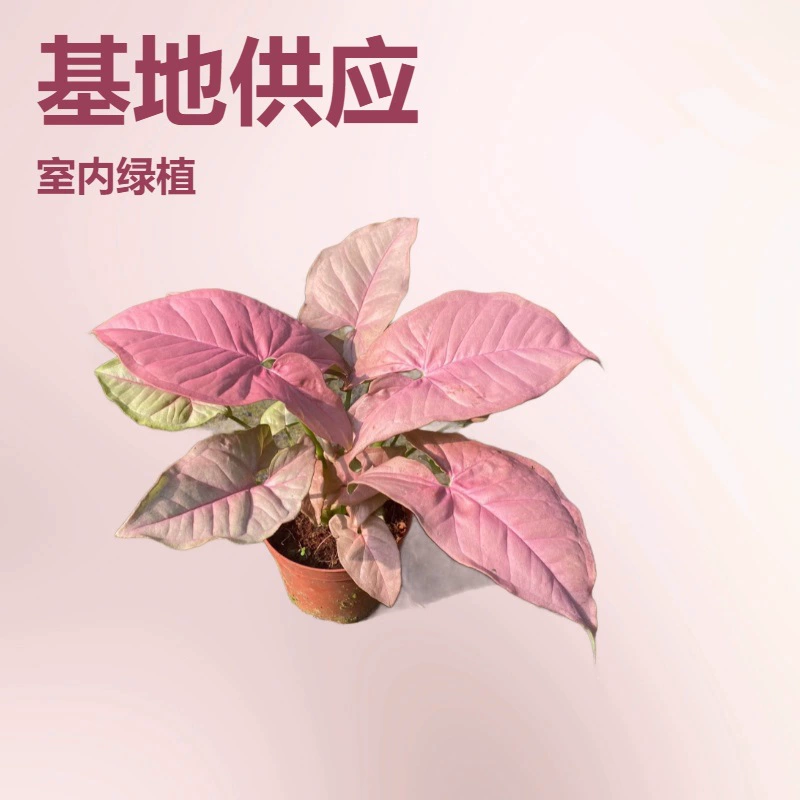 Базовая поставка крытого зеленого растения A90 Чашка мини горшечный неон красный розовый цветок Оптовая база