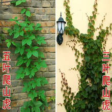 爬山虎爬藤四季常青不落叶庭院藤蔓植物五叶三叶爬墙虎树苗种籽子