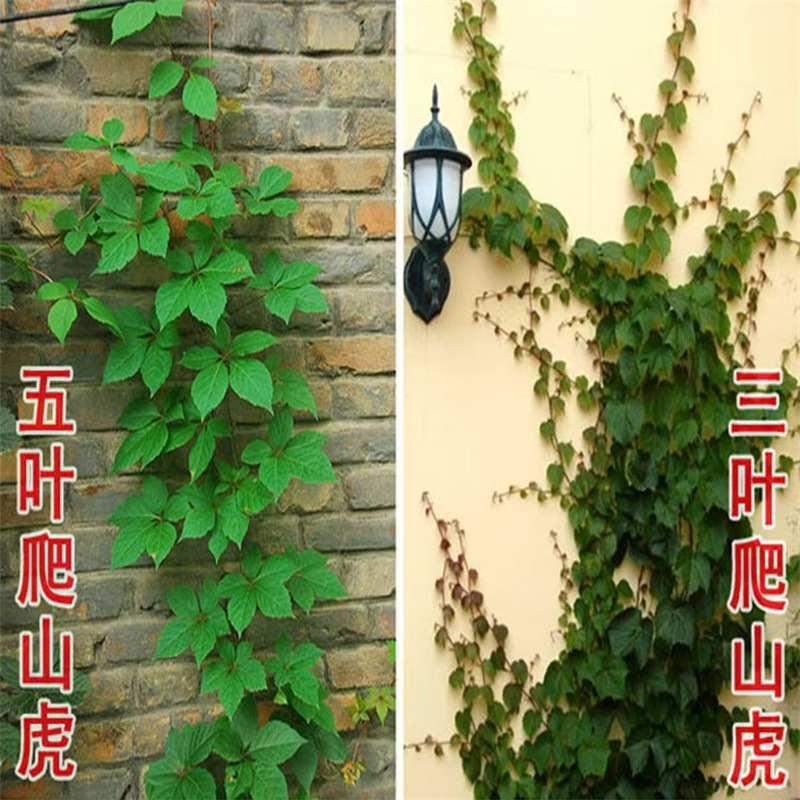 爬山虎爬藤四季常青不落叶庭院藤蔓植物五叶三叶爬墙虎树苗种籽子
