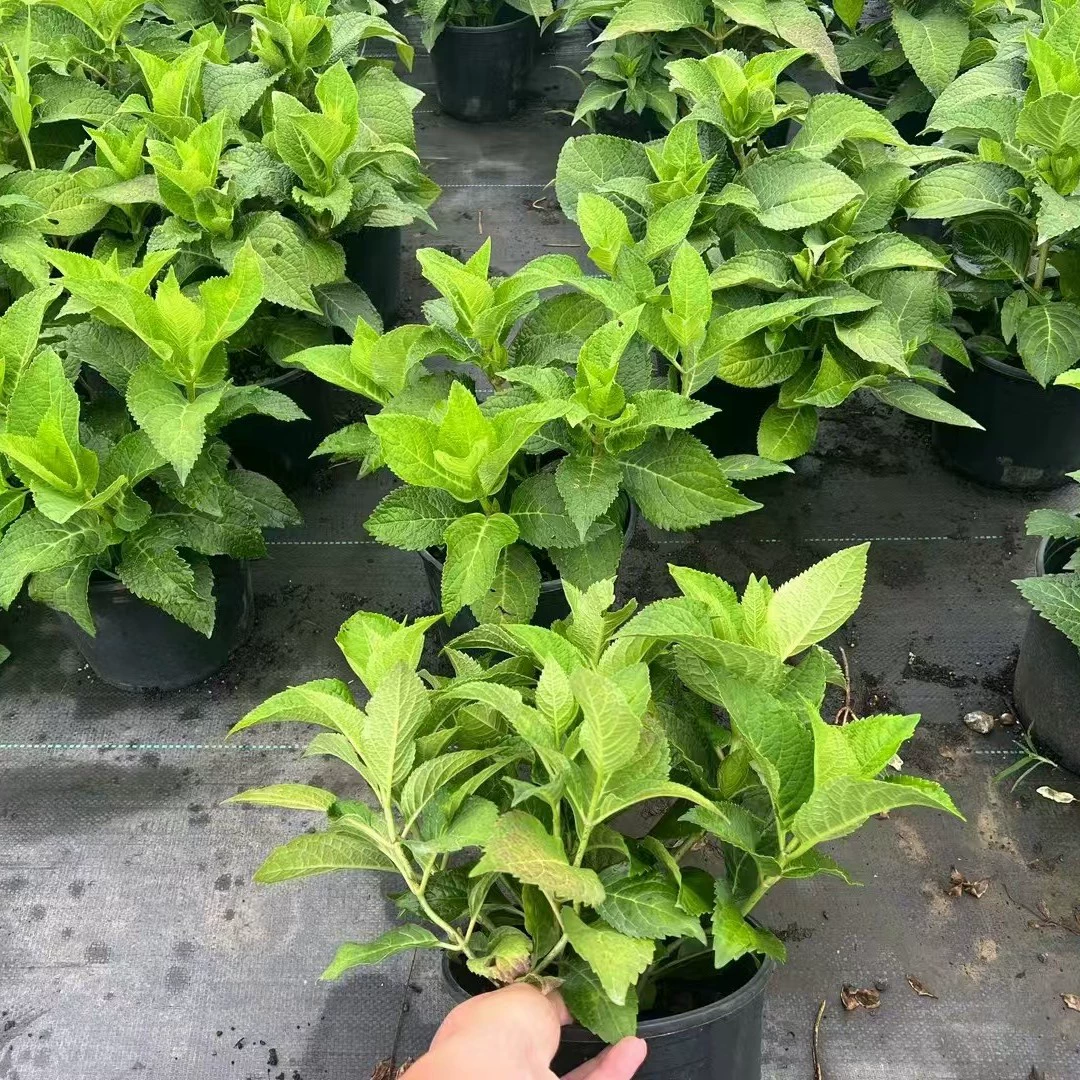 Базовая оптовая продажа саженцев гортензии собственного производства, саженцы гортензии, сорта, полный проект ландшафтного дизайна Озеленение