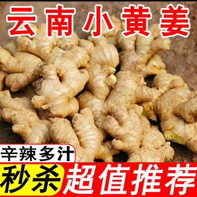 Turmeric specialty Fresh Ginger The month Pungent 1/5/10 ginger Independent Cross border On behalf of