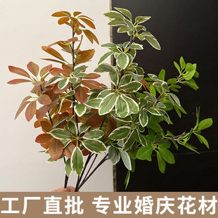 ��Ʒ�|����Gֲ����ľ�lؔ�~���~��ɭϵ��Y·�������廨�̈��쾰