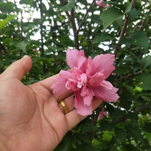 ľ�Ȼ��� ͥԺ���ֲ�� �ذ�ľ�Ȼ����� ��ɫľ�Ȼ�����ͥԺ�쾰