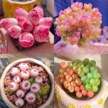 新手多肉植物小盆栽阳台套装组合网红套餐绿植花卉植物好养包邮