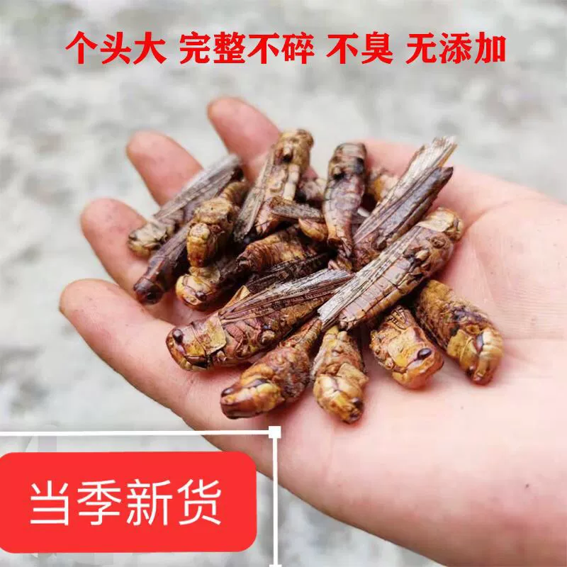 Сушеные кузнечики, сушеные саранчи, сушеные кузнечики, бесплатная доставка, китайские лекарственные материалы, порошок кузнечика для помола, корм для птиц, прочее Хуай
