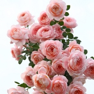 ϡȱƷ�N�¼��W˹͡�����Ͷ��^��ľ�¼��������ԝ����� �̨ϵ��