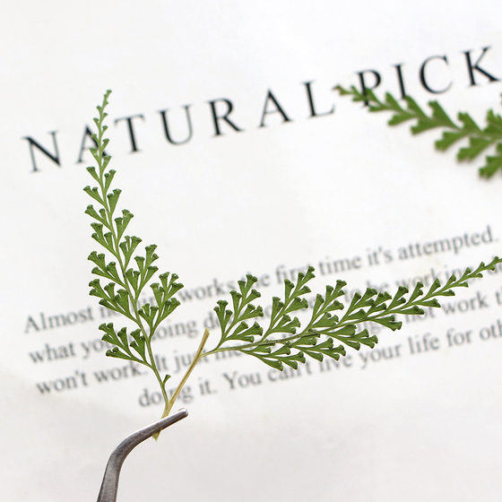 black fern branch dried flower embossed leaf bookmark dropping glue photo frame real leaf plant specimen painting diy handmade material package