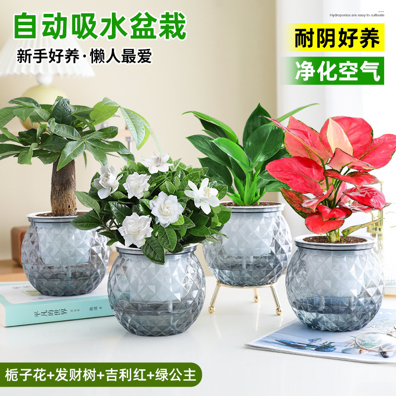 [오피스 베스트셀러 화분 4종] 치자나무 + 머니트리 + 길리레드 + 그린프린세스