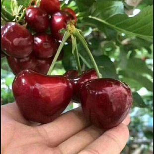 �������ʹ���Ҙ��� ������������ ����������܇������