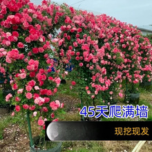 �ٱ��¼��ش��Nޱ�������ٚW���ļ��_��������õ��ͥԺ�Gֲ