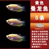 6-8cm