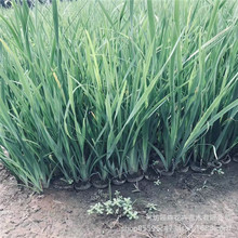 �R�m��ѿ�� �R�m�^�N���R�m�˷N���ļ����NͥԺ�t�����u���c��߅