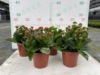 Base direct approval ｜ Longevity flower mixed indoor indoor double petal with buds and flowers, plant green plants, four seasons flowering small potted plants