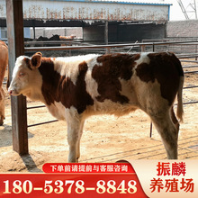 批發活牛出售 3-6個月的育肥肉牛犢公牛 西門塔爾牛小牛崽