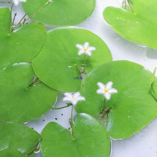 һ�~ɏˮ��ˮ��ˮ��ֲ�����ˮ�|��ɏ��˯ɏ�~���쾰��Ƽ�B�����