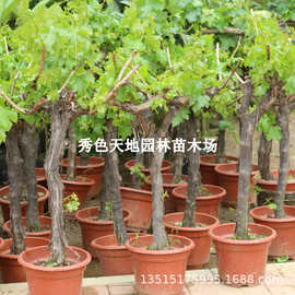 阳光玫瑰葡萄树苖老桩果树果苗巨峰晴王无籽提子藤苗南方种植盆栽