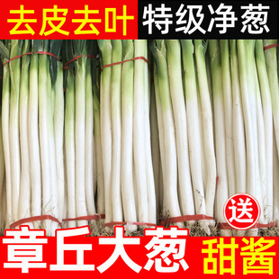 ɽ�|������[���r�ؼ��F����������F�U���[�خa�߲�5����t�[�^