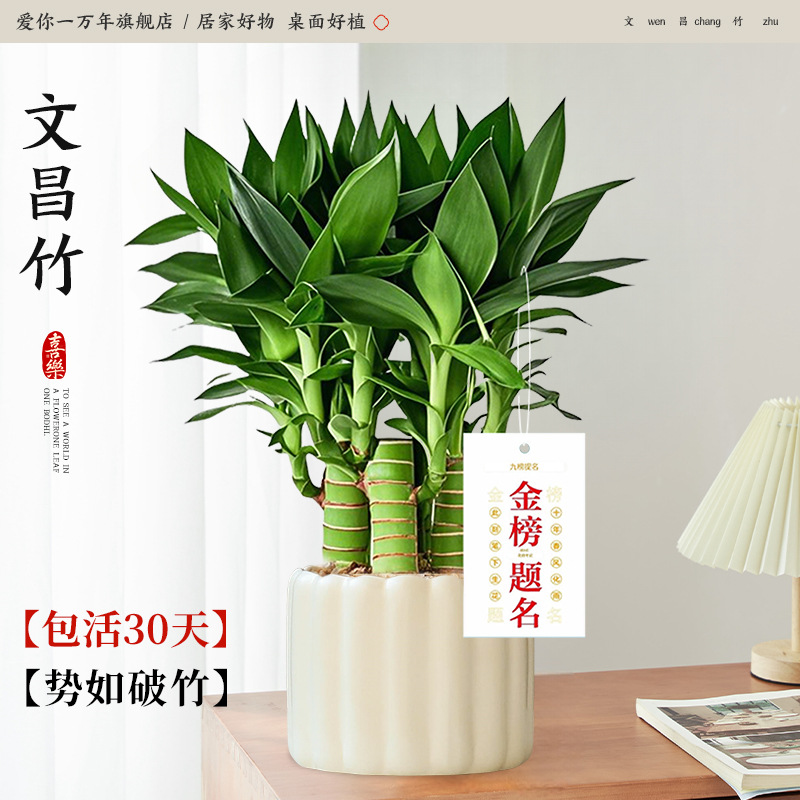 [샤오홍슈 인기상품] 원창대나무 4개 + 티라미수 도자기 세면대 + 골드리스트 태그 (포장석 + 영양액 포함) 애완동물