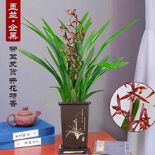 ���������� �����L����ī�m �_������ �҃������m�� ���B�׻�