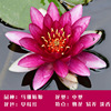 Big Water Lily Root Hydroponic Plants Four Seasons Lotus Lotus Flower Flower Flower Bud Water Flower Potted Plant Plants indoors