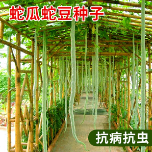 �߶��߹ϷN�ӳ��L���������N���^�pʳ�ô����r��ͥԺ��ɫ�߲˷N��