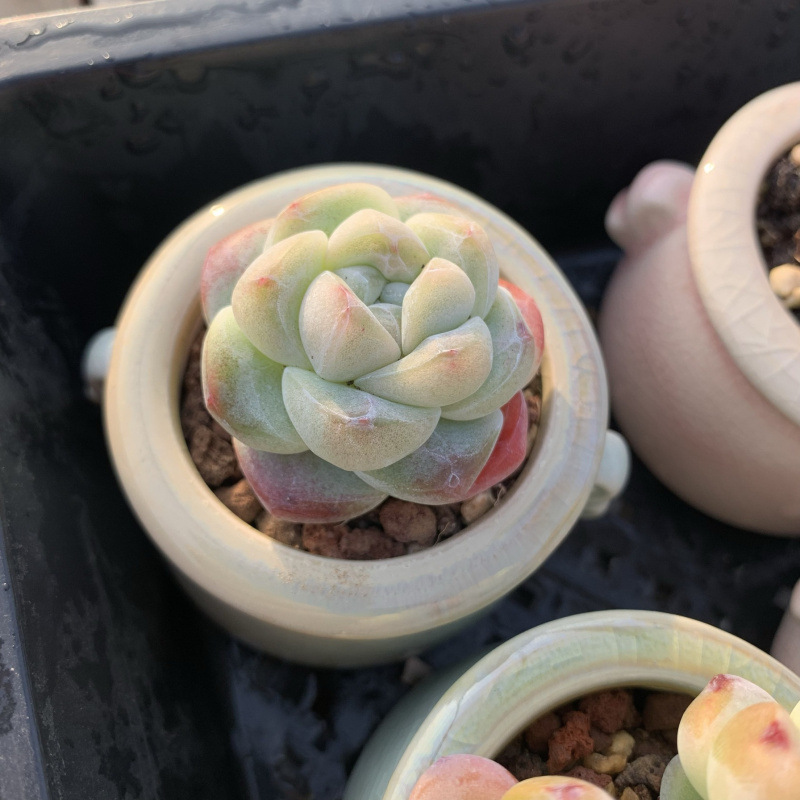 小さな多肉植物、超かわいい、貴重で希少な親指鉢、ミニ鉢植え、鉢付き多肉植物鉢植え、小さな古い支柱|undefined