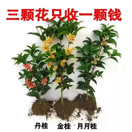 盆栽;种子;树苗