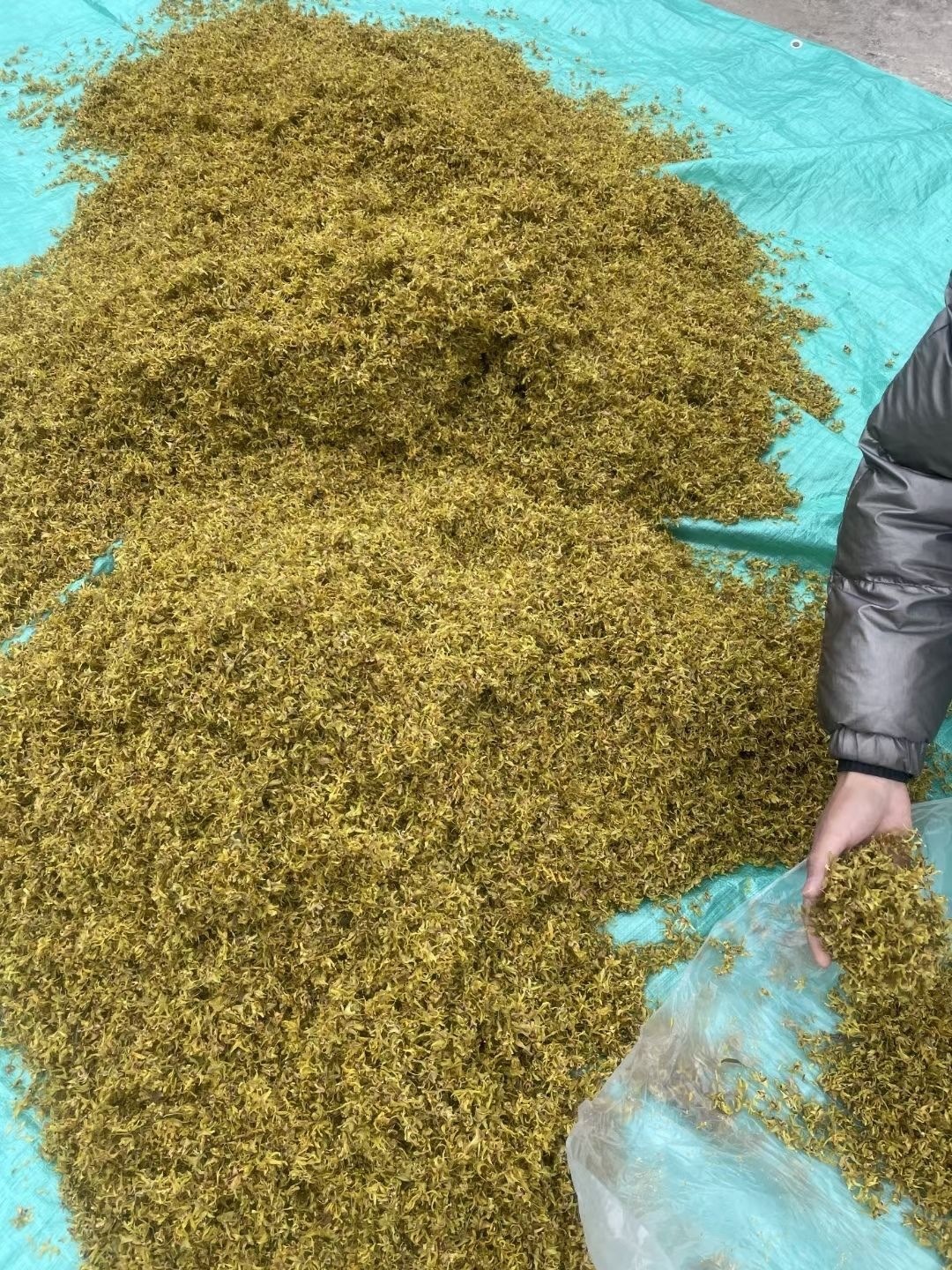 Tie Pi Shi Hu Flower Tea 200g Dried Dendrobium Officinale Flowers Huoshan Origin Wellness Herbal Tea preparation