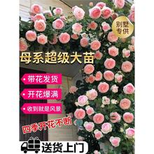 �ٱ��W�¼��Nޱ���������ļ��_����ĸϵ����ͥԺ����ֲ���������