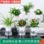 水培基地九里香文竹小盆栽