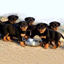 ���N�_���{��Ȯ���w�����o�lȮ�_���{�������]Ѫ�y�_���{��ϵ��ϵ