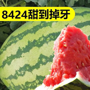 �������8424���ϡ�����o�����ϷN�Ѵ�ȫ�N��ˮ���Ϲ��߲���N��