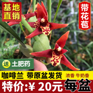 �����m20�綹�� ţ���� ������ �҃Ⱥ��B�m�� ���ˌ����Gֲ��