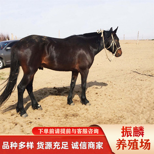 ��������T�R�r�� ��Ѫ�R ��Ѫ�R �������R ��Ѫ�R�S�ҳ��� ���U